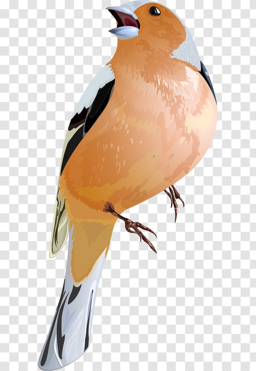 Bird Passerine - Art Transparent PNG