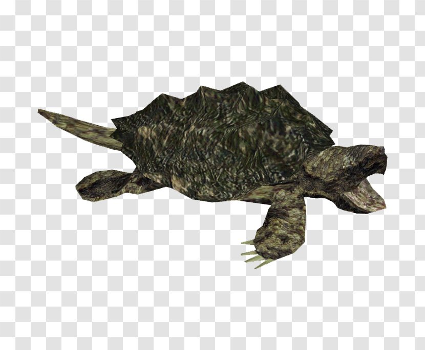 Common Snapping Turtle Alligator - Chelydridae - Picture Transparent PNG