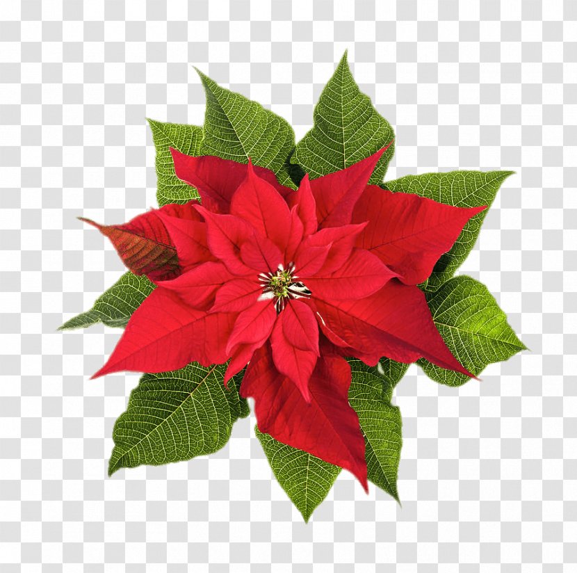Poinsettia Christmas Plants Stock Photography Flower Transparent PNG