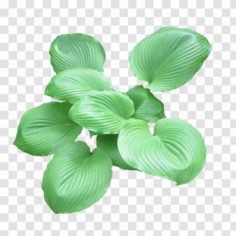 Plantain Lilies Rendering - Plant - Bush Transparent PNG