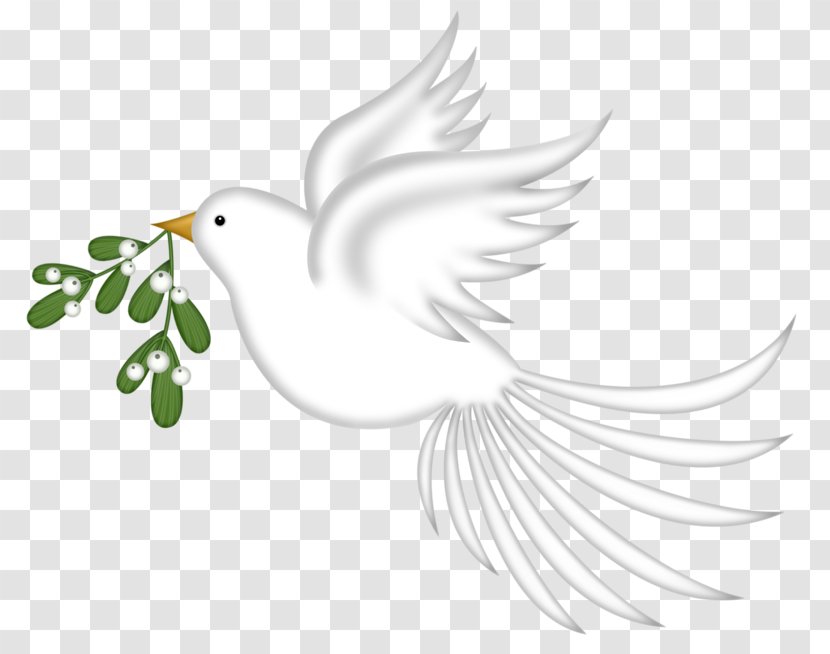 Rock Dove Columbidae Bird Doves As Symbols - Chicken - Pretty Pigeon Transparent PNG
