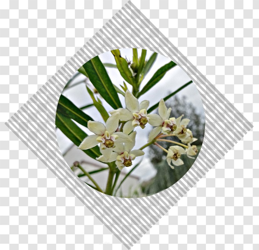 Floral Design Cut Flowers Flower Bouquet Transparent PNG