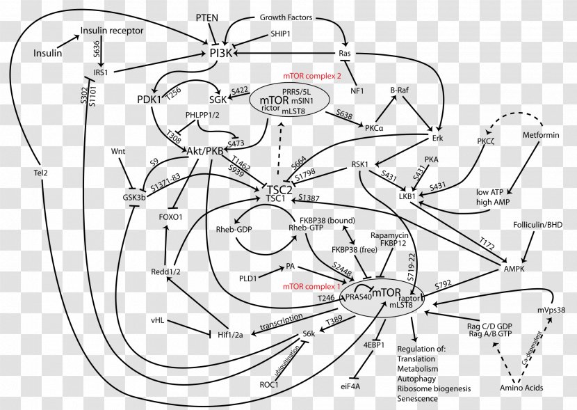 PI3K/AKT/mTOR Pathway Phosphoinositide 3-kinase MTOR Inhibitors Protein Kinase B - Frame Transparent PNG