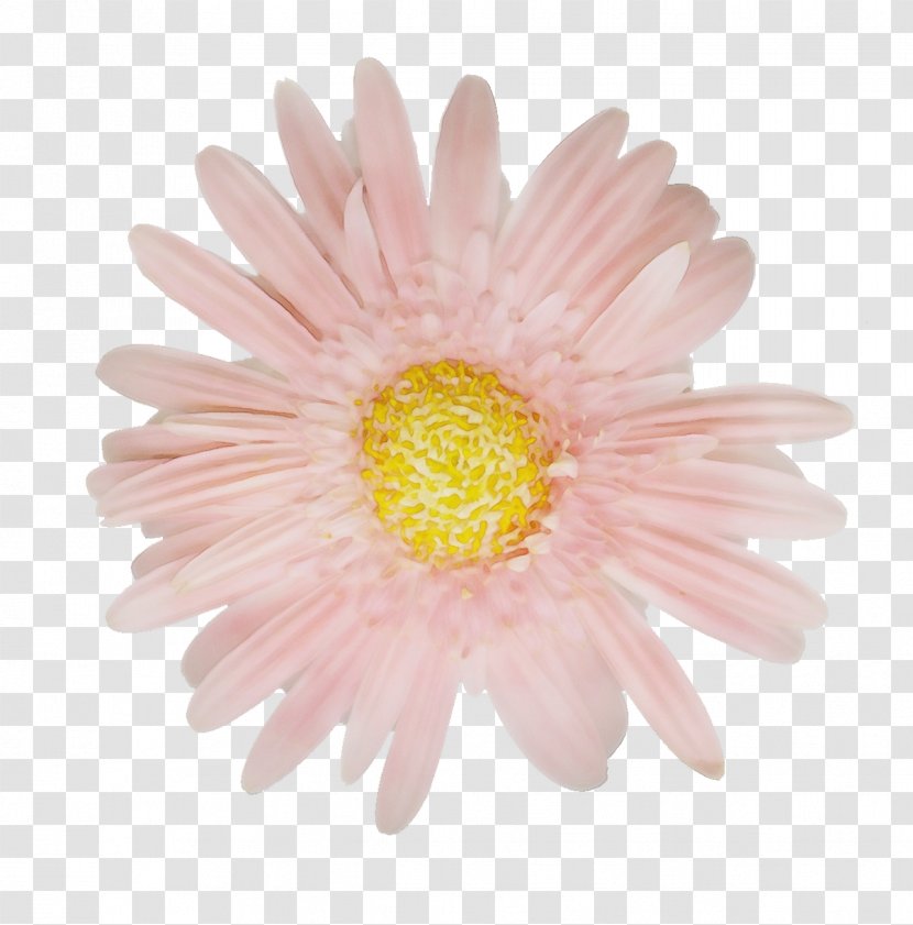Drawing Of Family - Gerbera - Artificial Flower Asterales Transparent PNG