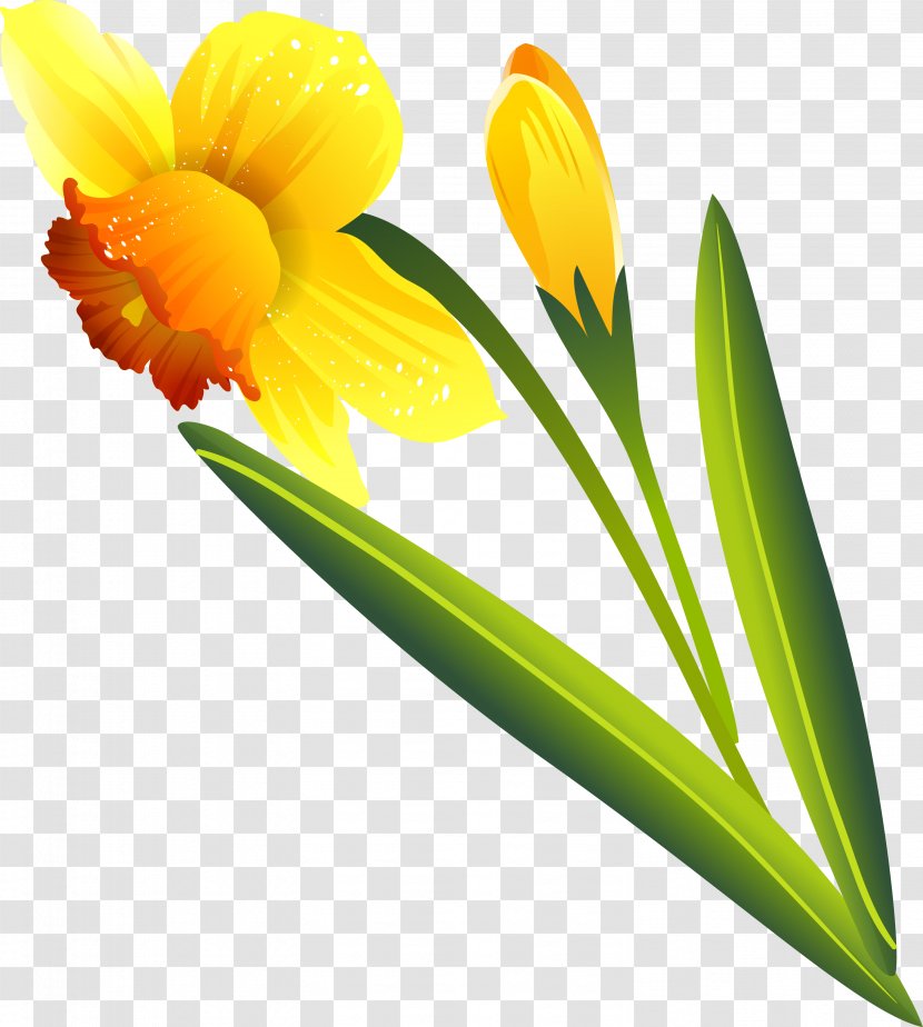 Flower .ru Narcissus .li Petal - Liveinternet Transparent PNG