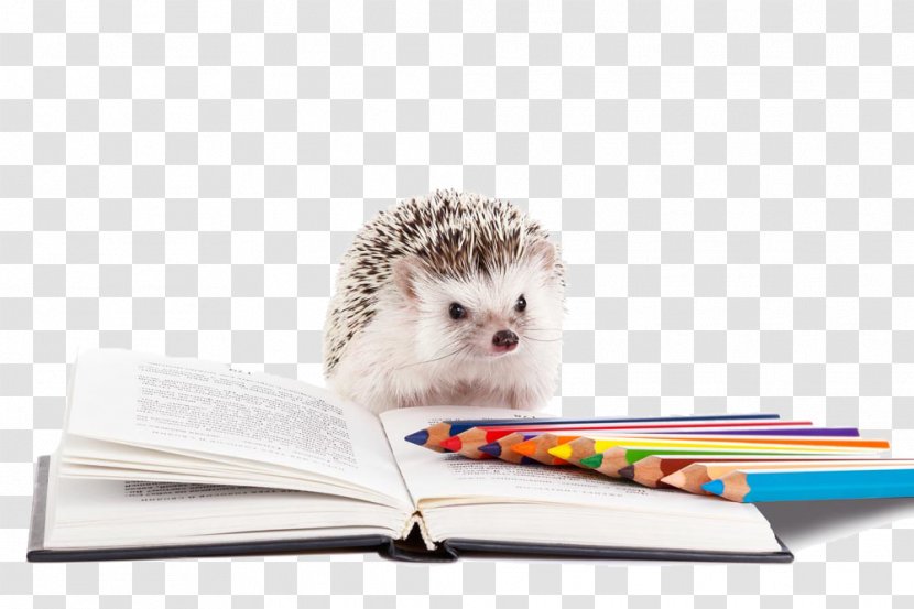 North African Hedgehog Southern Domesticated Dog - Photography - Reading A Book Transparent PNG