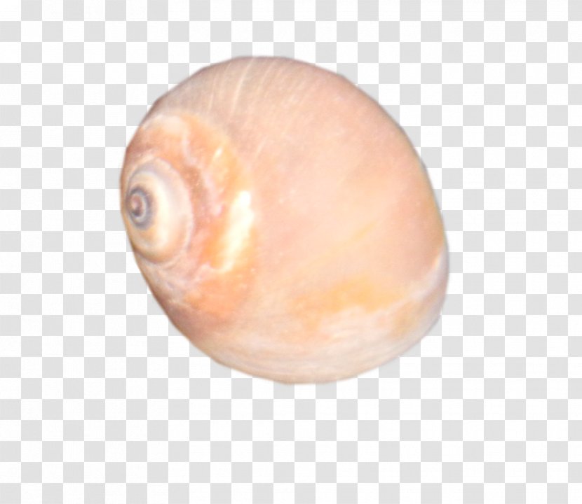 Macoma Gastropods Clam Veneroida Snail - Invertebrate - SEA SHELL Transparent PNG