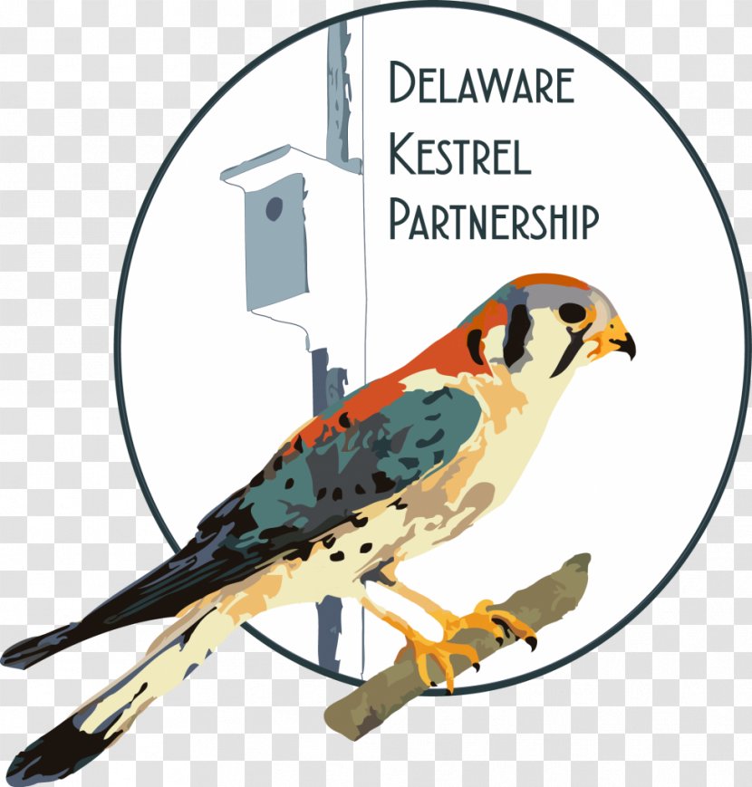 Brandywine Zoo American Kestrel Beak - Flyer Transparent PNG