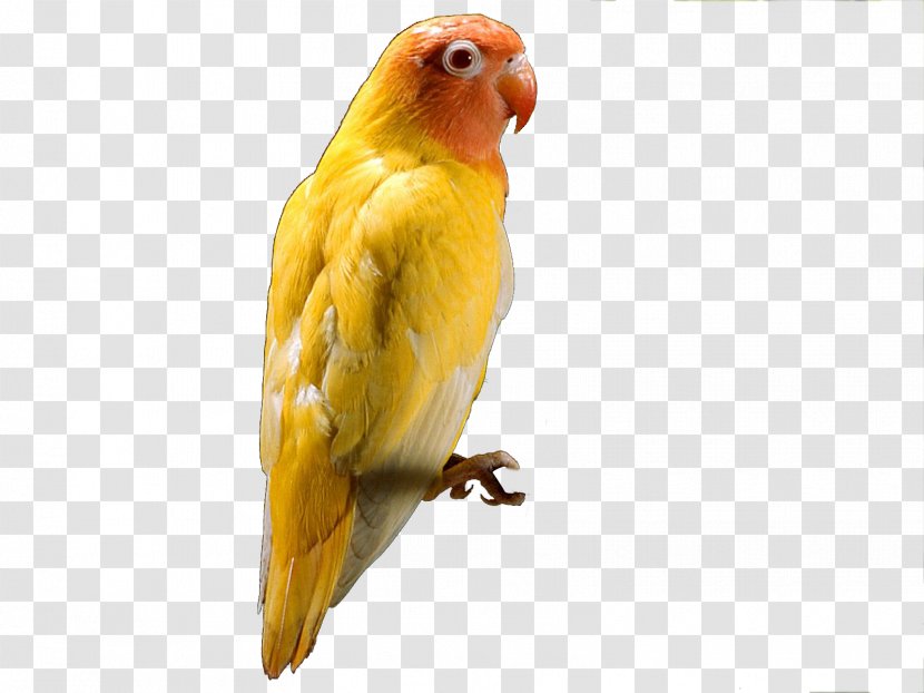 Budgerigar Red-headed Lovebird Parrot - Small Transparent PNG
