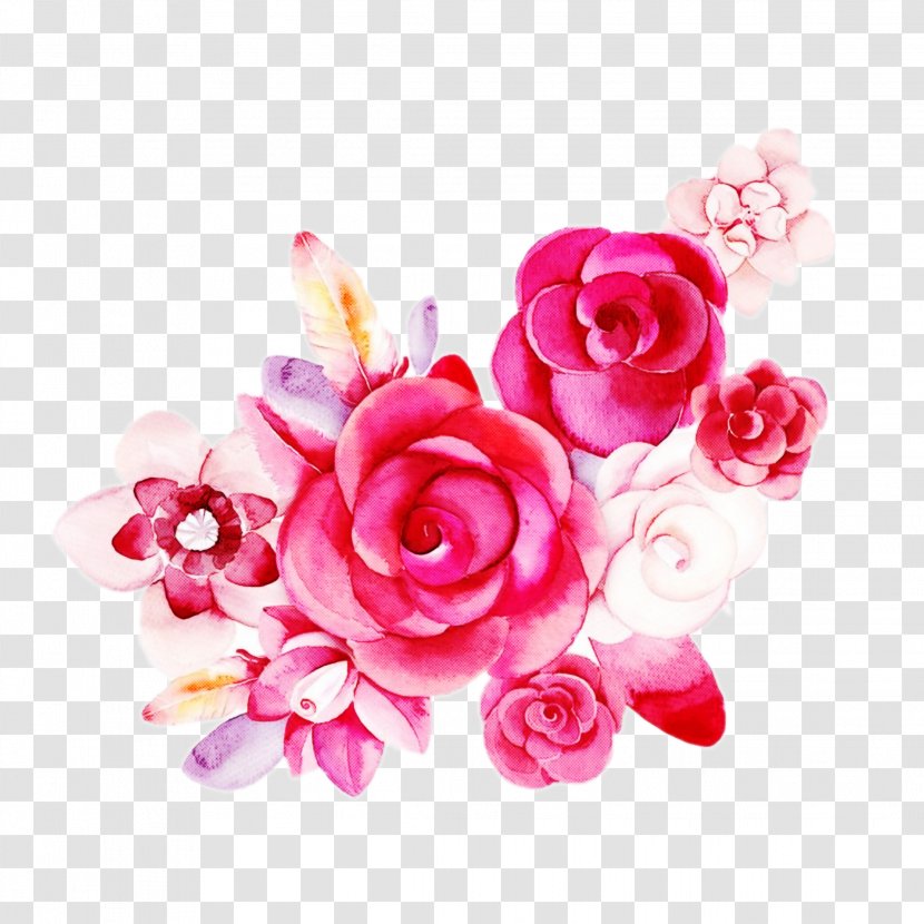 Garden Roses - Rose - Order Flowering Plant Transparent PNG
