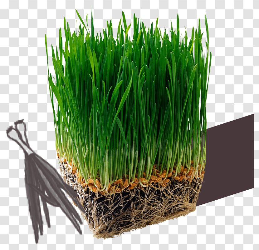 Juice Organic Food Barley Wheatgrass Grasses - Extract - Wheat Balcony Transparent PNG