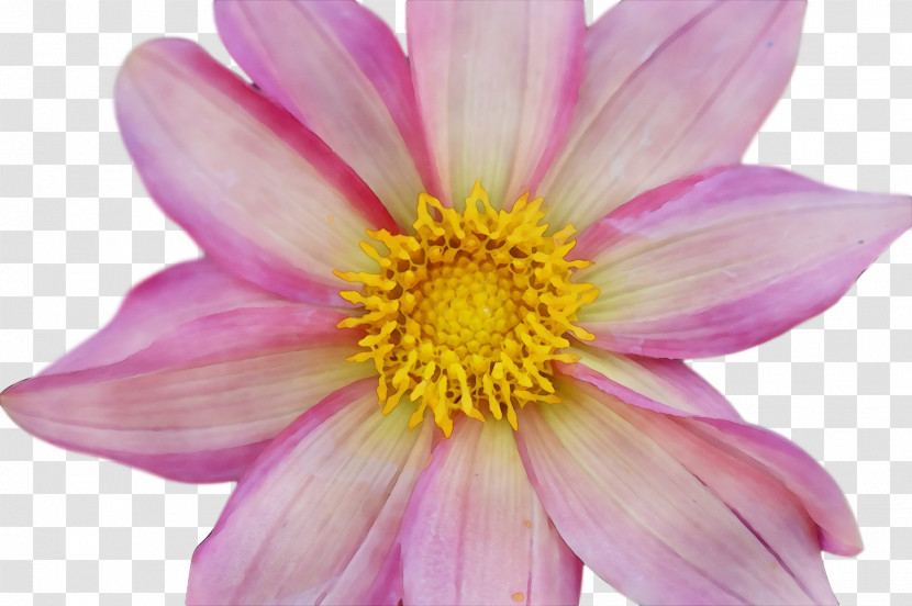 Dahlia Annual Plant Garden Cosmos Chrysanthemum Aster Transparent PNG
