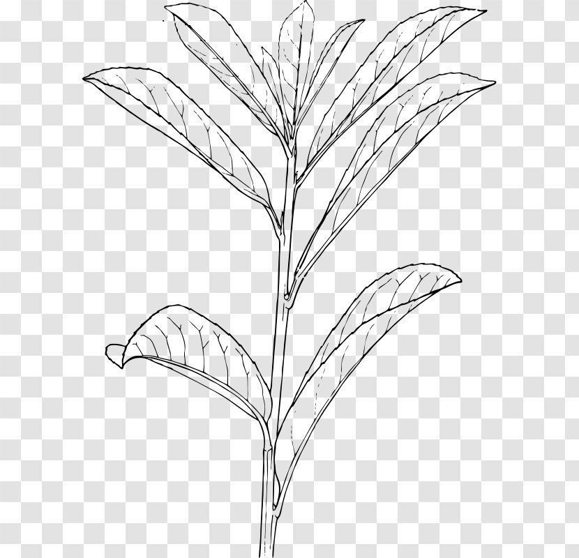 Shrub Plant Clip Art - Organism Transparent PNG