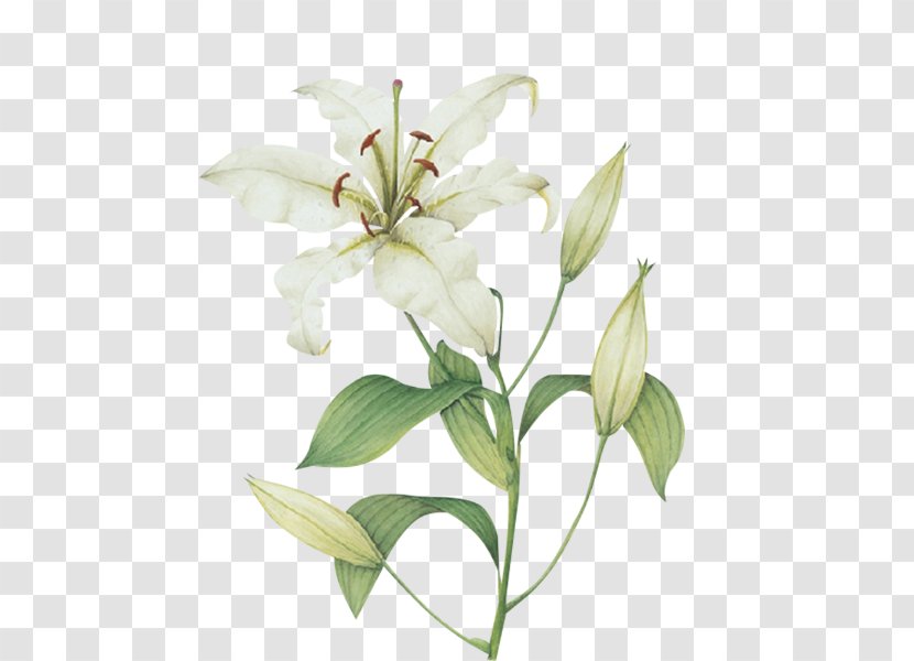 Cut Flowers Plant Stem Lilium Candidum Magnolia - Flower Transparent PNG