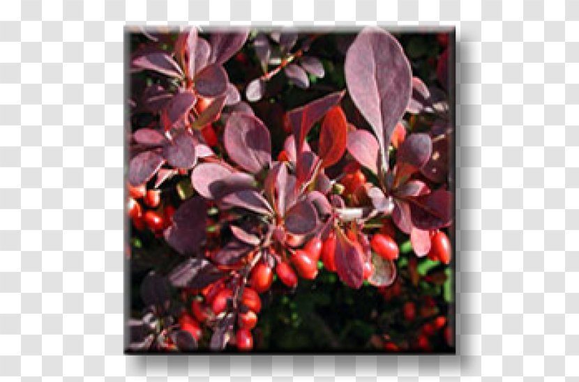 Maule's Quince Wintergreen Barberry Shrub Evergreen - Plant Transparent PNG