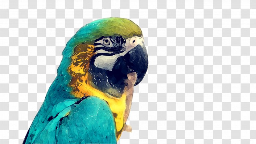 Bird Parrot - Vertebrate - Lovebird Adaptation Transparent PNG