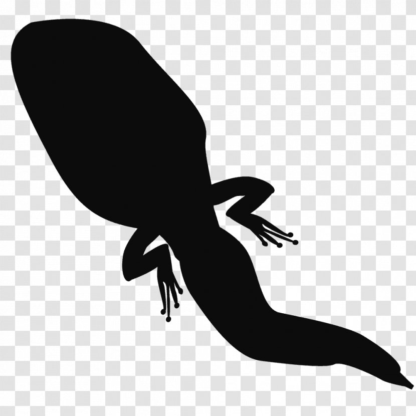 Frog Silhouette Tadpole Amphibian - Song Transparent PNG