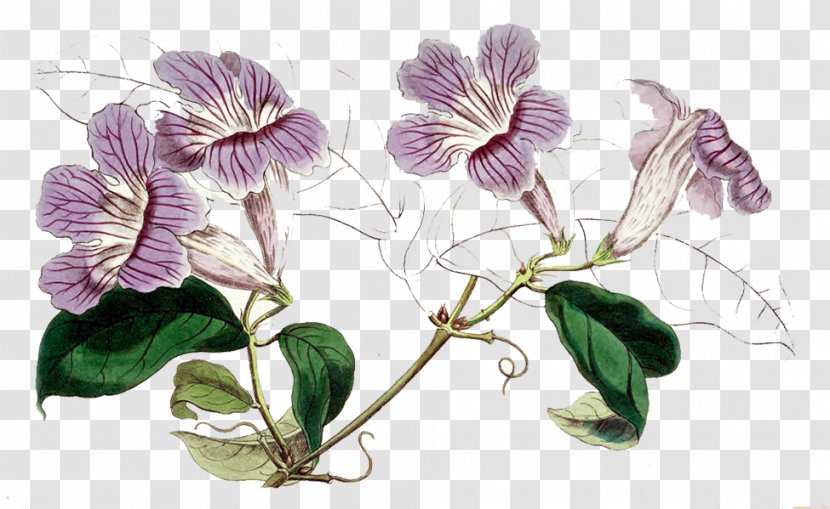 Flora Flower Plant Botany Ivy Creek Foundation - Petal Transparent PNG