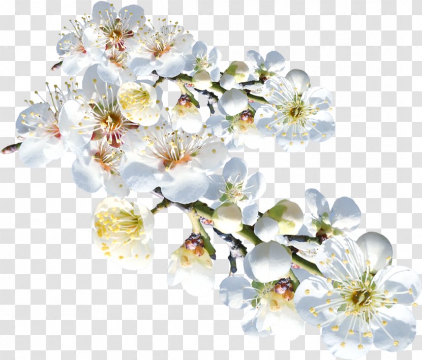 Flower White Clip Art Image - Branch - Boquet Ornament Transparent PNG