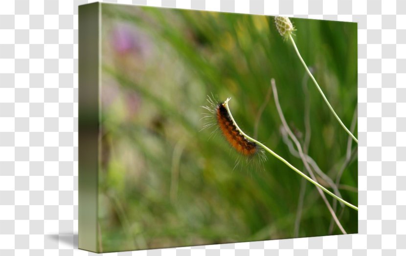 Brush-footed Butterflies Insect Butterfly - Brush Footed - Fuzzy Caterpillar Transparent PNG