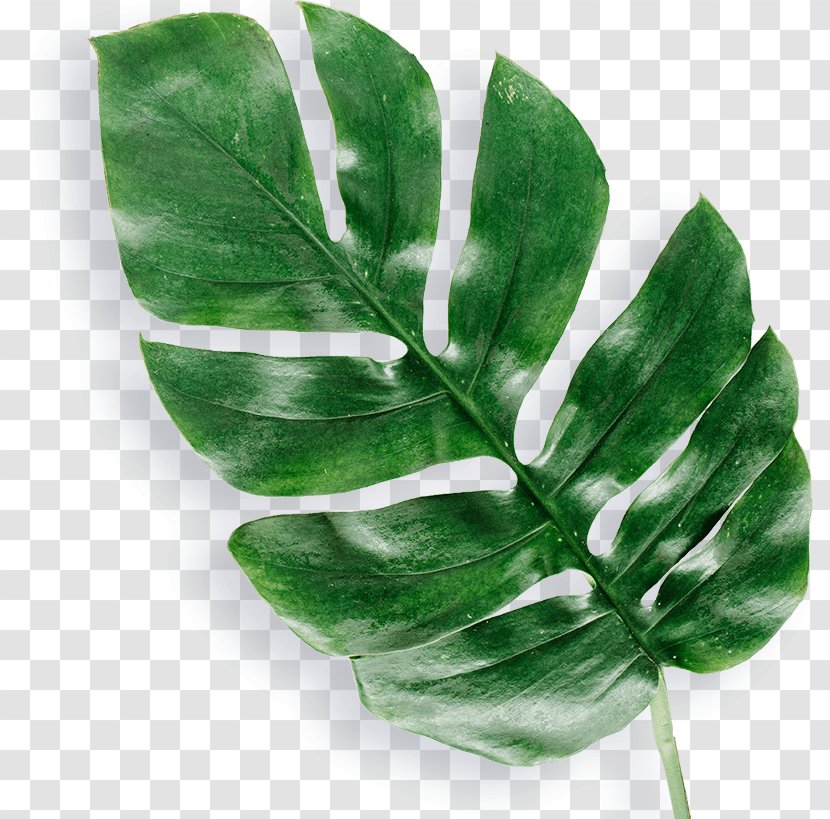 Stock Photography Arecaceae Palm-leaf Manuscript - Palmleaf - Leaf Transparent PNG