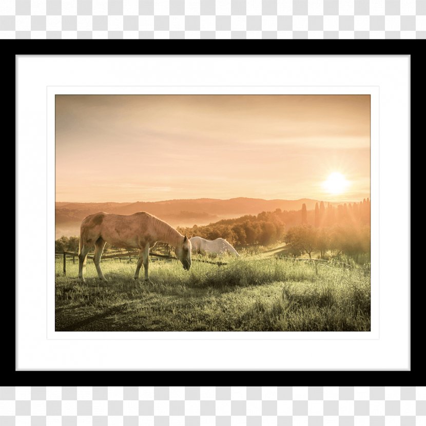 Horse Innovate Interiors Cattle Grazing Equestrian Transparent PNG