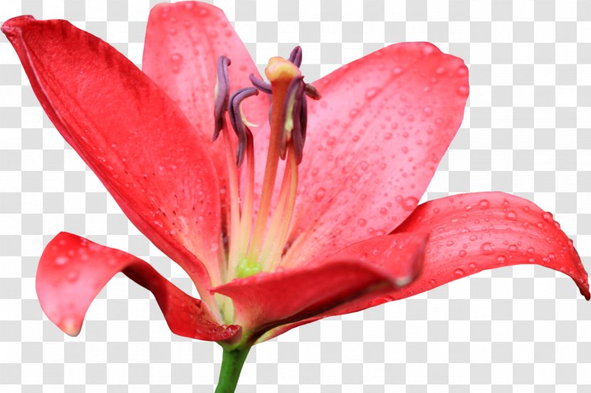 Flower Tiger Lily Easter Petal - Pollen - Callalily Transparent PNG