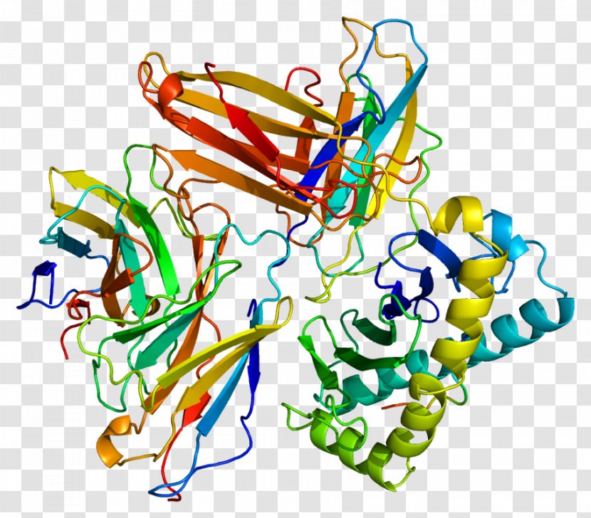 CD8A Protein HLA-A Cluster Of Differentiation - Cd8a - Human Leukocyte Antigen Transparent PNG