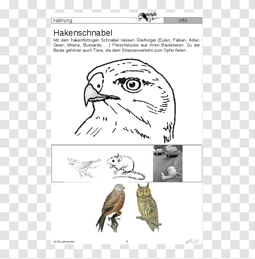 Owl Beak Bird Of Prey - Watercolor - Eule Transparent PNG