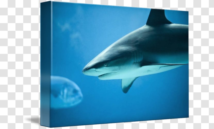 Great White Shark Tiger Requiem Sharks - Reef Transparent PNG