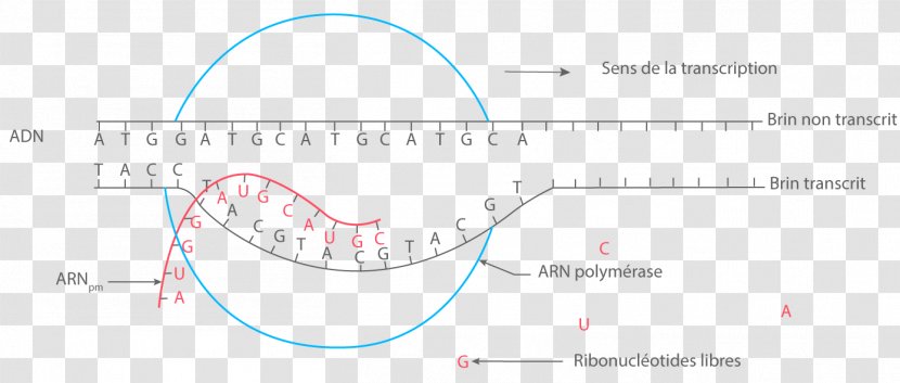 Line Angle Animal Font - Tree Transparent PNG