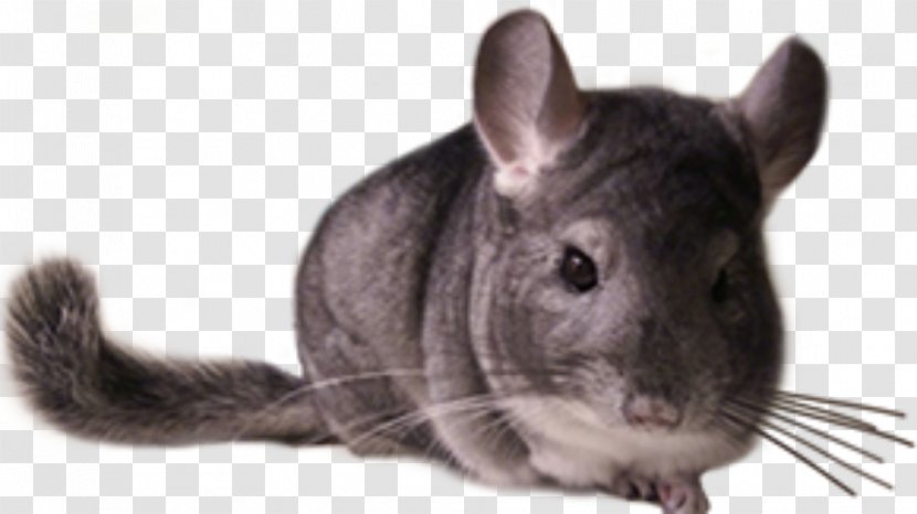 Chinchilla Care Rodent Whiskers Fur - Hindlimb Transparent PNG