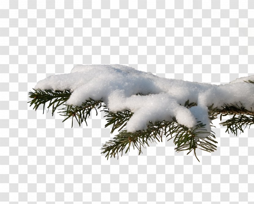 Photography Christmas Tree - New Year - Snow Transparent PNG