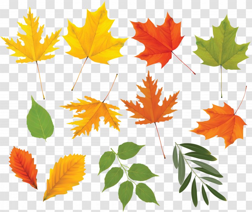 Leaf Tree Clip Art - Plant - Autumn Leaves Transparent PNG