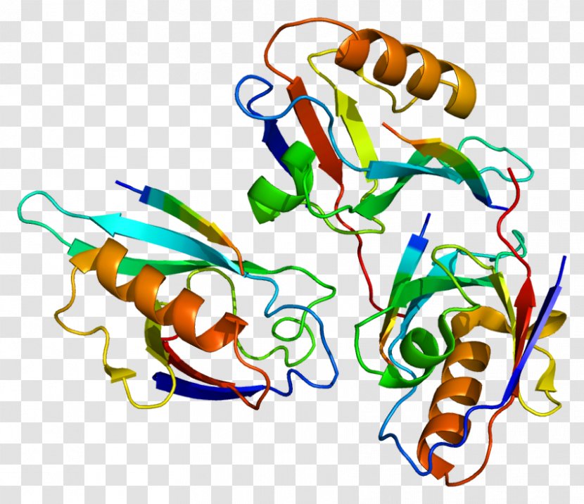 Dishevelled DVL3 Protein DVL2 Gene - Cartoon - Tree Transparent PNG
