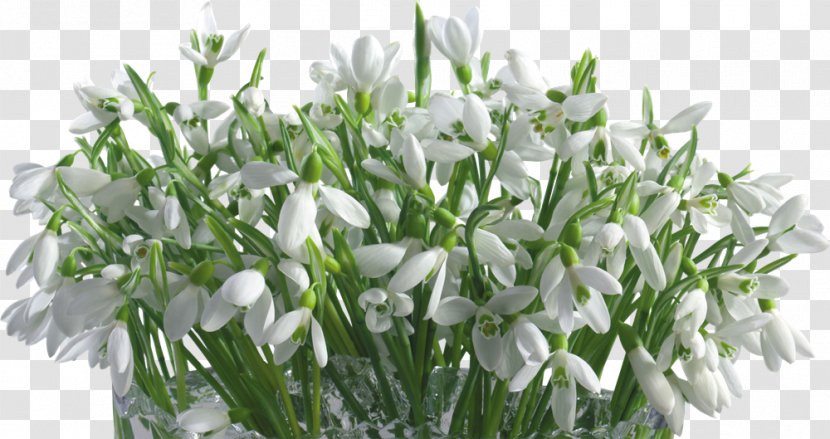 Snowdrop Flower Desktop Wallpaper Digital Image - Floral Design - Snowdrops Transparent PNG