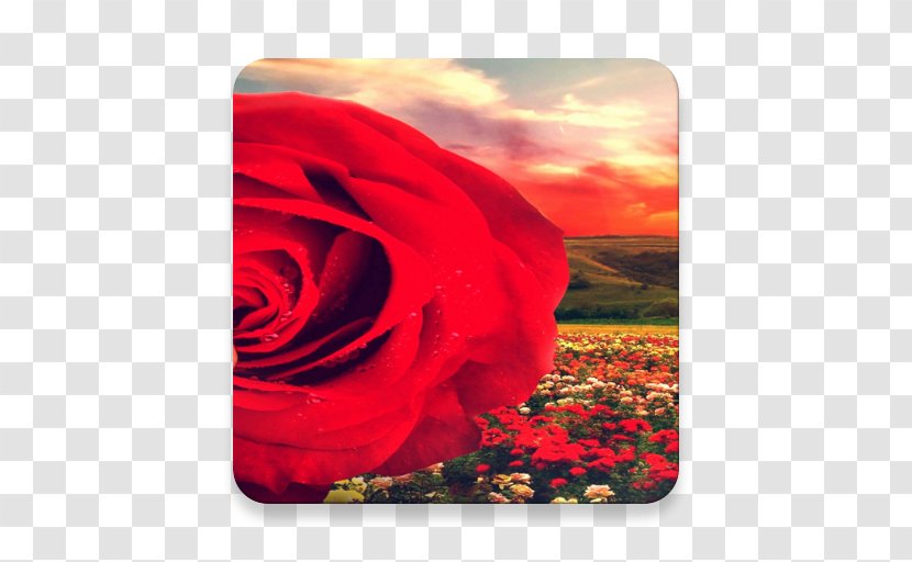 Garden Roses Petal Sky Plc - Rose Transparent PNG
