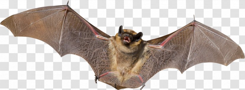 Bat Animal Bird Flight Mammal - Bite Transparent PNG