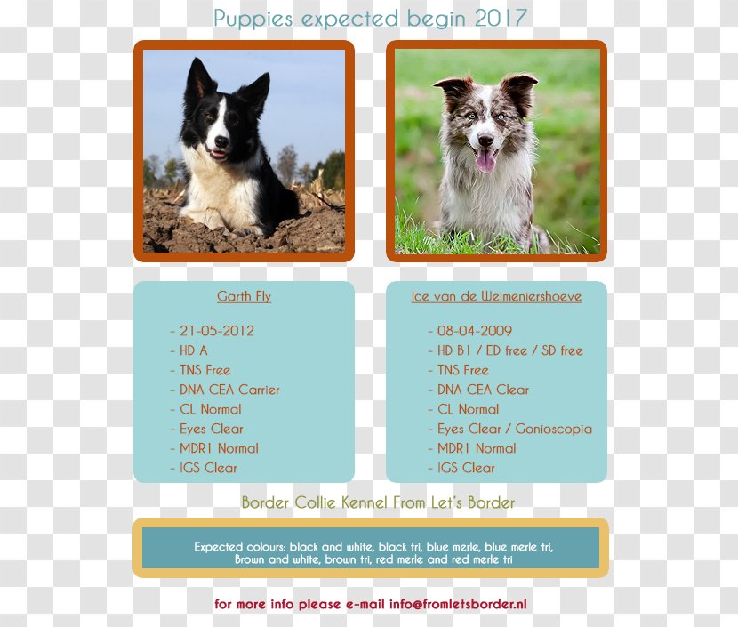 Dog Breed Border Collie Scotch Puppy Transparent PNG