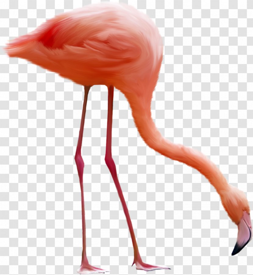 Download Computer File - Ardeinae - Flamingo Transparent PNG