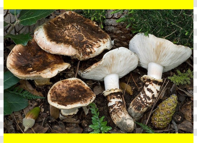 Pleurotus Eryngii Matsutake Tricholoma Caligatum Mushroom Russula Integra Transparent PNG