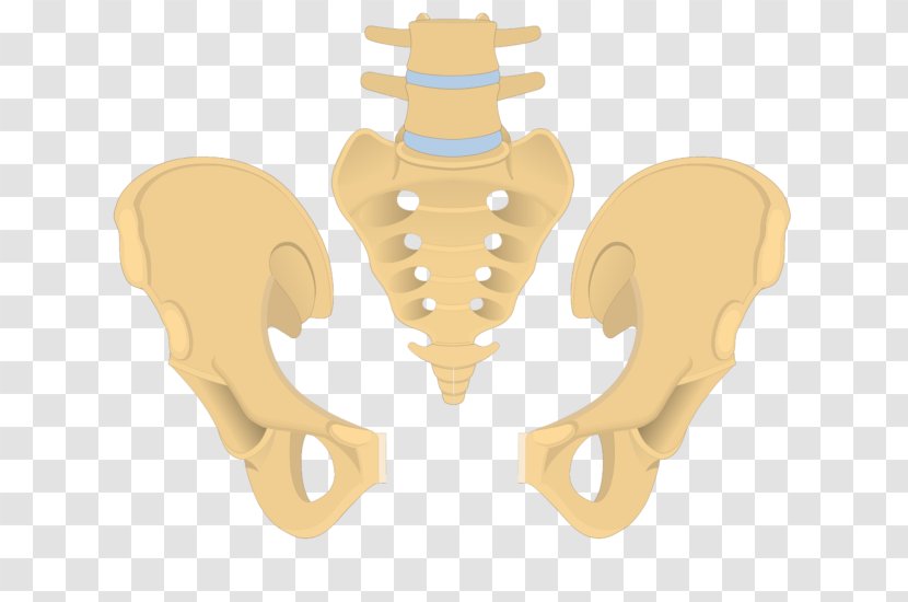 Hip Bone Pelvis Ilium Obturator Foramen - Heart - Sacrum Transparent PNG