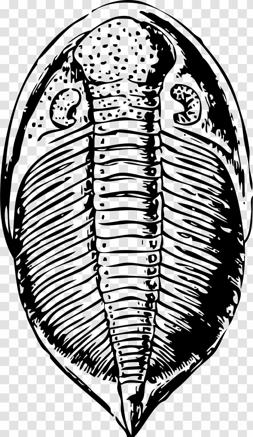 Trilobite Fossil Drawing Clip Art - Tree - Fossils Transparent PNG