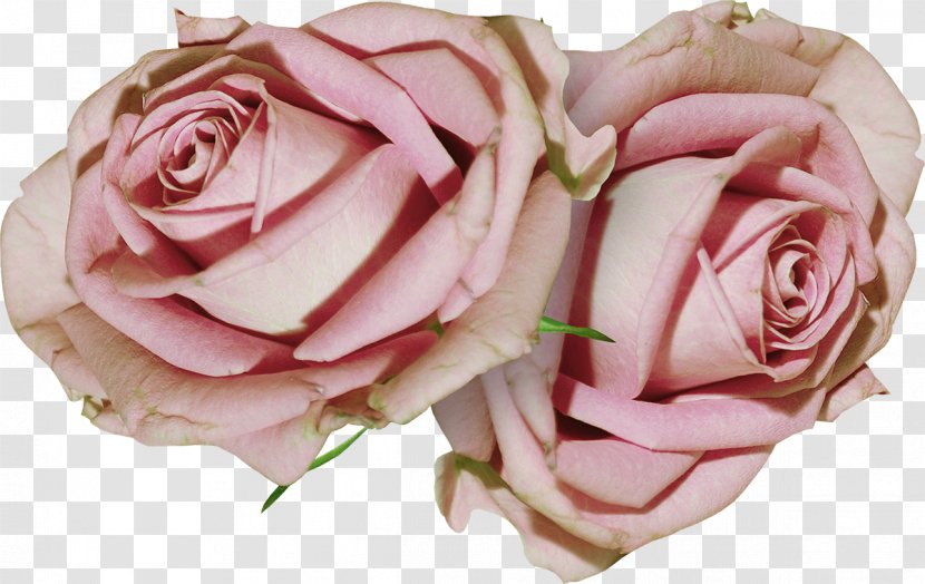 Garden Roses Cabbage Rose Floribunda Cut Flowers Floristry - Flowering Plant - Deco Transparent PNG
