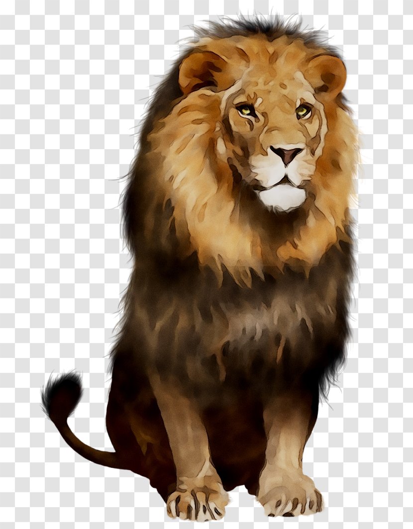 Lion Cat Clip Art Image - Whiskers - Masai Transparent PNG