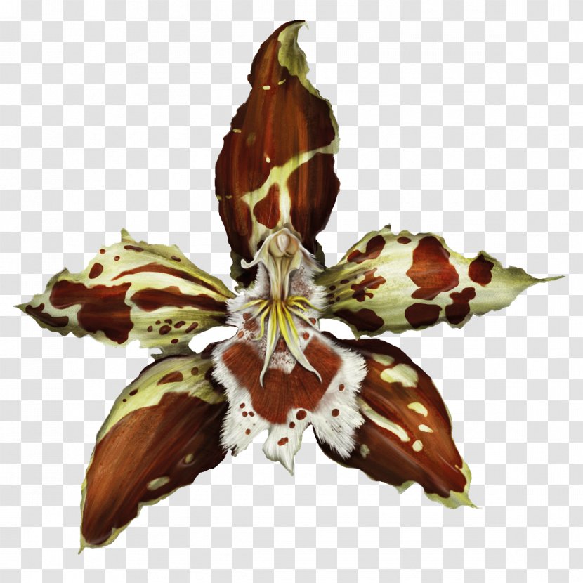 Dancing-lady Orchid Plants Odontoglossum Luteopurpureum Flowering Plant - Flower Transparent PNG
