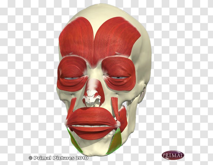 Levator Anguli Oris Depressor Muscle Buccinator Labii Superioris - Skull Transparent PNG