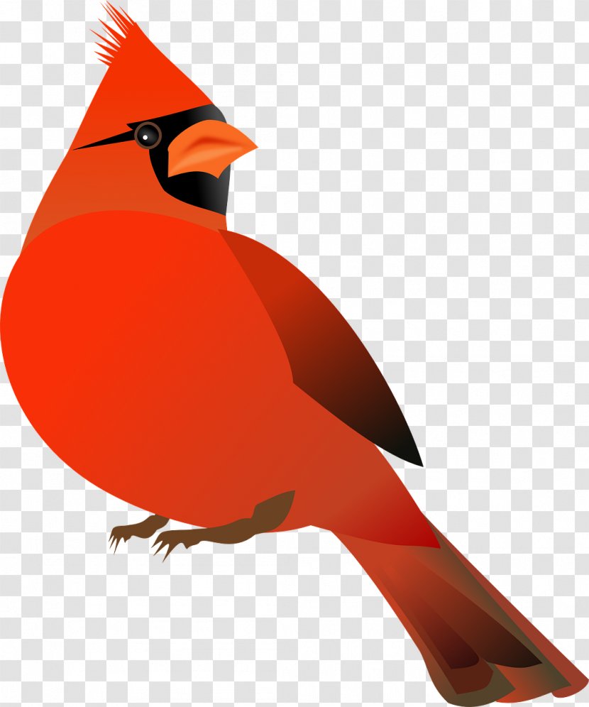 Northern Cardinal St. Louis Cardinals Bird Clip Art - Songbird Transparent PNG