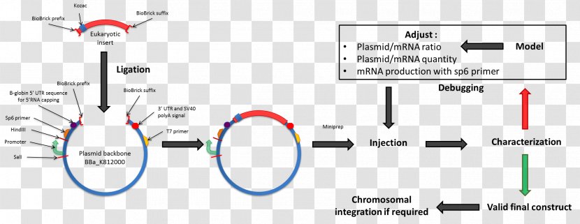 International Genetically Engineered Machine Kozak Consensus Sequence Plasmid Nucleic Acid - African Clawed Frog - Develop Transparent PNG