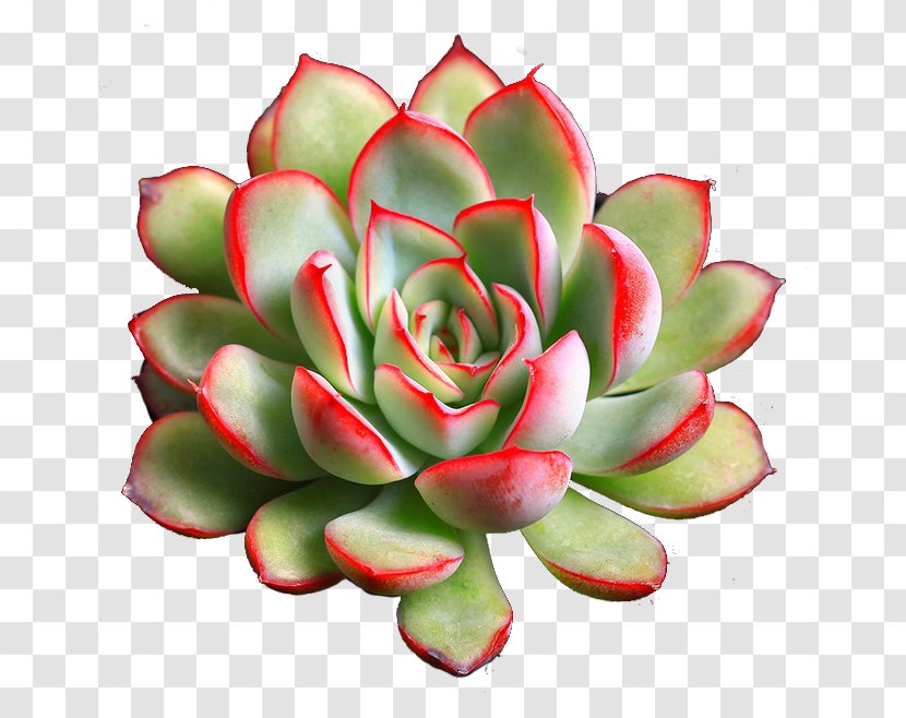 Succulent Plant Grow Light - Petal - Succulents 3 Transparent PNG